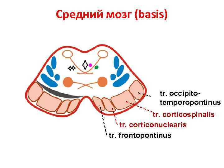 Средний мозг (basis) tr. occipitotemporopontinus tr. corticospinalis tr. сorticonuclearis tr. frontopontinus 