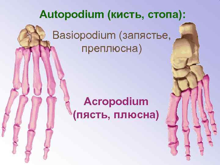 Autopodium (кисть, стопа): Basiopodium (запястье, преплюсна) Acropodium (пясть, плюсна) 