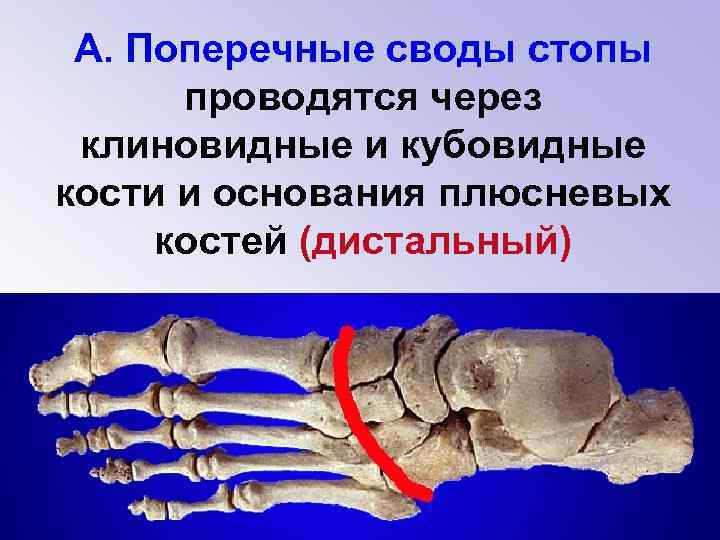 А. Поперечные своды стопы проводятся через клиновидные и кубовидные кости и основания плюсневых костей