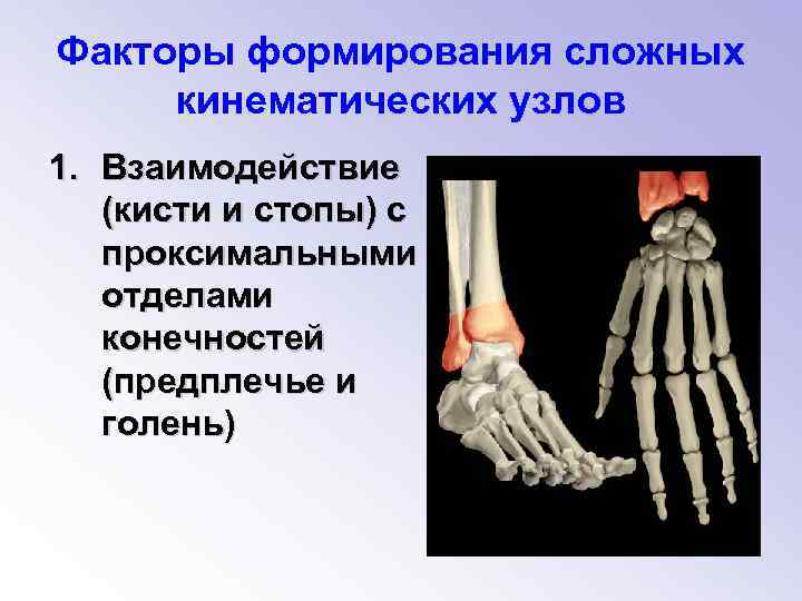Факторы формирования сложных кинематических узлов 1. Взаимодействие (кисти и стопы) с проксимальными отделами конечностей