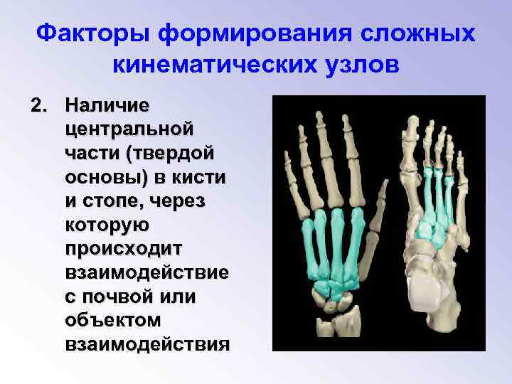 Факторы формирования сложных кинематических узлов 2. Наличие центральной части (твердой основы) в кисти и