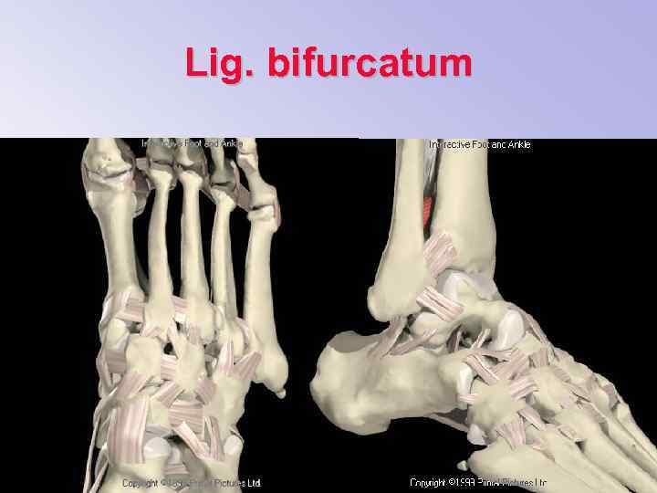 Lig. bifurcatum 