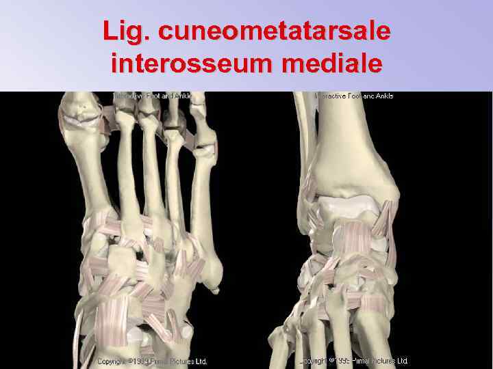 Lig. cuneometatarsale interosseum mediale 