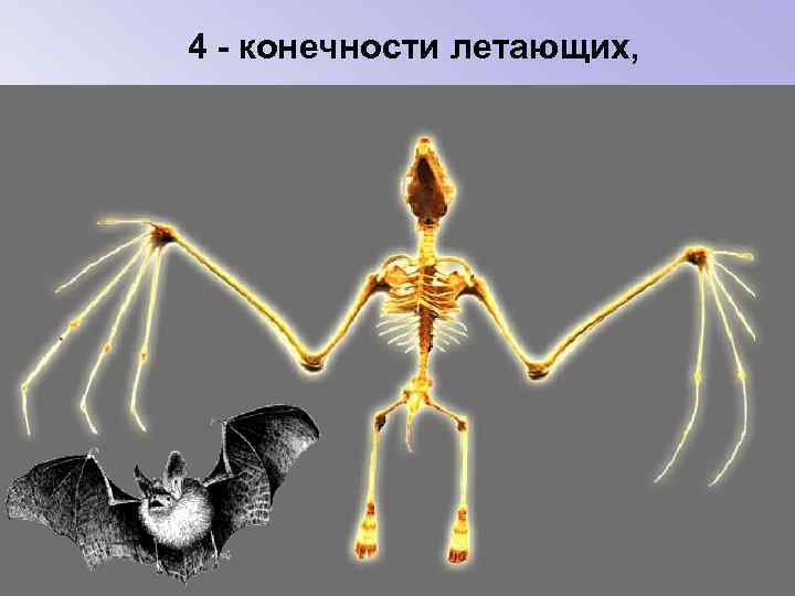 4 - конечности летающих, 