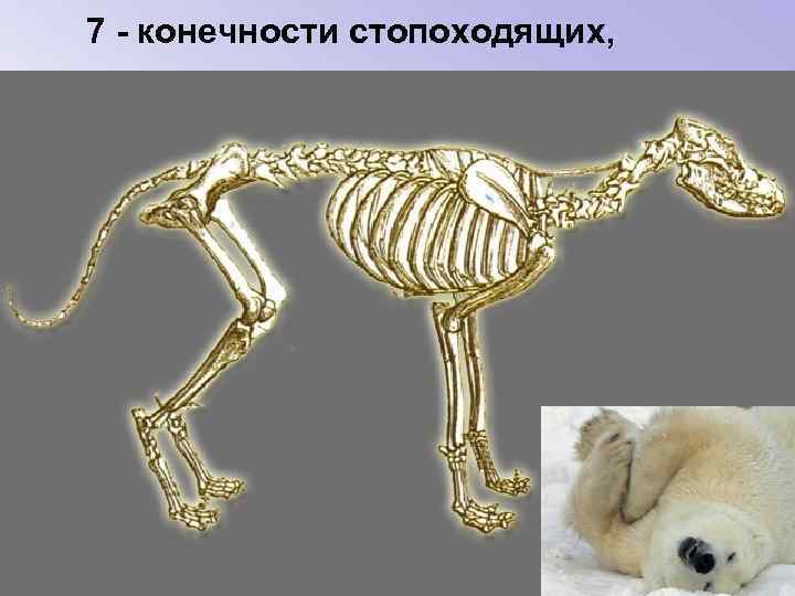 7 - конечности стопоходящих, 