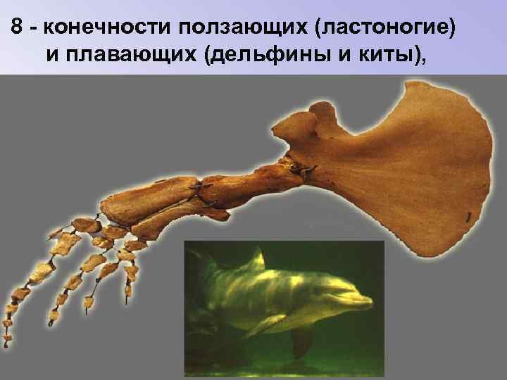 8 - конечности ползающих (ластоногие) и плавающих (дельфины и киты), 