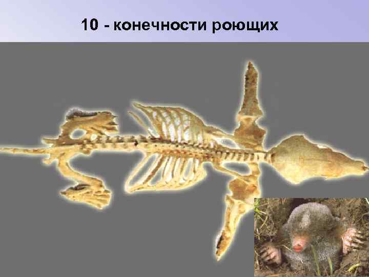 10 - конечности роющих 