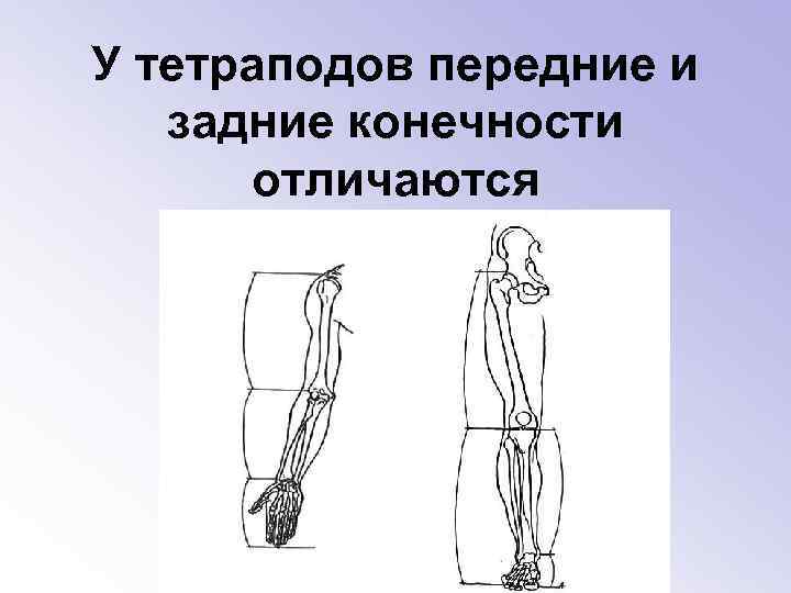 У тетраподов передние и задние конечности отличаются 