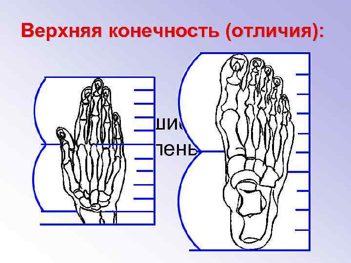 Верхняя конечность (отличия): Наибольшие отличия представлены в кисти 