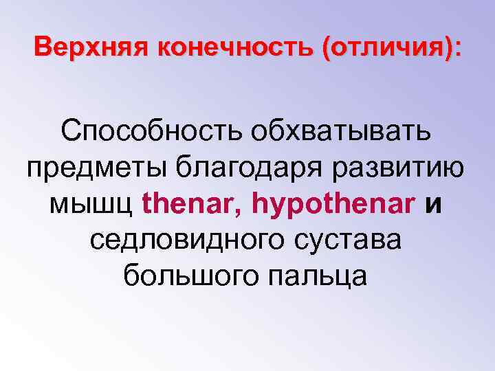 Верхняя конечность (отличия): Способность обхватывать предметы благодаря развитию мышц thenar, hypothenar и седловидного сустава