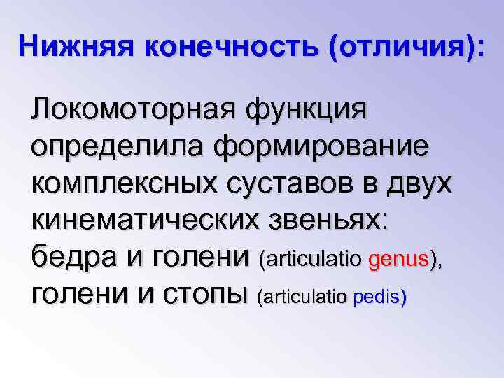 Нижняя конечность (отличия): Локомоторная функция определила формирование комплексных суставов в двух кинематических звеньях: бедра