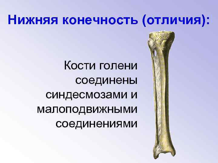 Нижняя конечность (отличия): Кости голени соединены синдесмозами и малоподвижными соединениями 
