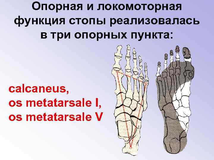 Опорная и локомоторная функция стопы реализовалась в три опорных пункта: calcaneus, os metatarsale I,