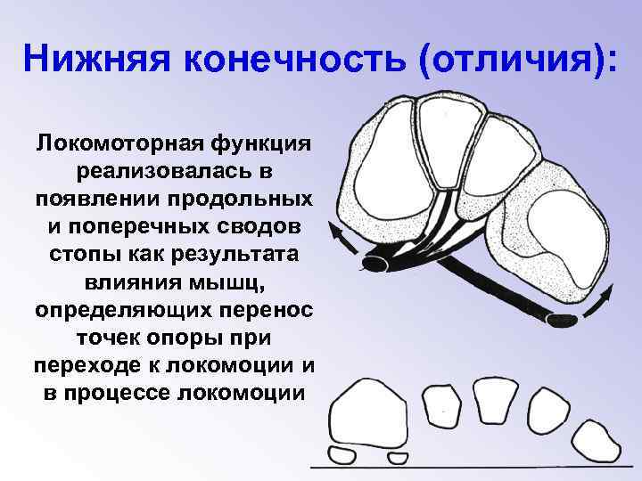 Нижняя конечность (отличия): Локомоторная функция реализовалась в появлении продольных и поперечных сводов стопы как