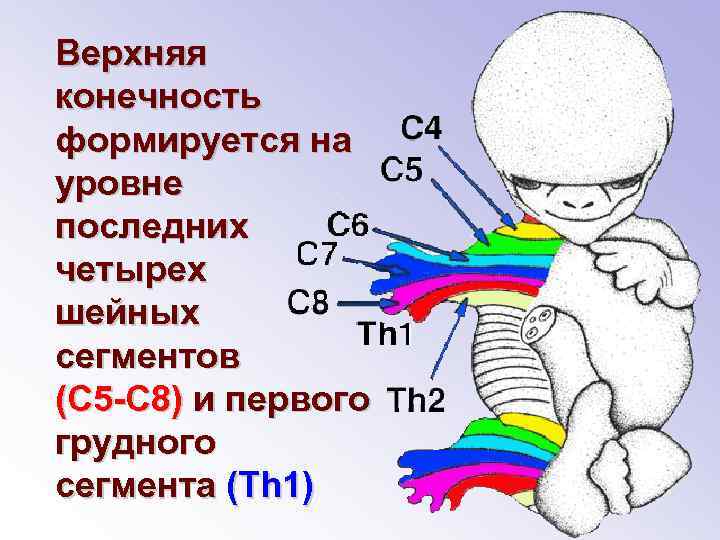 Верхняя конечность формируется на уровне последних четырех шейных сегментов (С 5 -С 8) и
