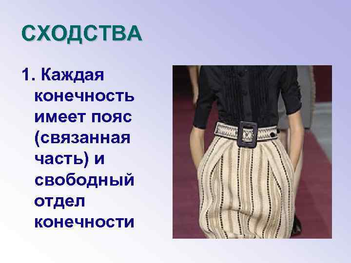 СХОДСТВА 1. Каждая конечность имеет пояс (связанная часть) и свободный отдел конечности 