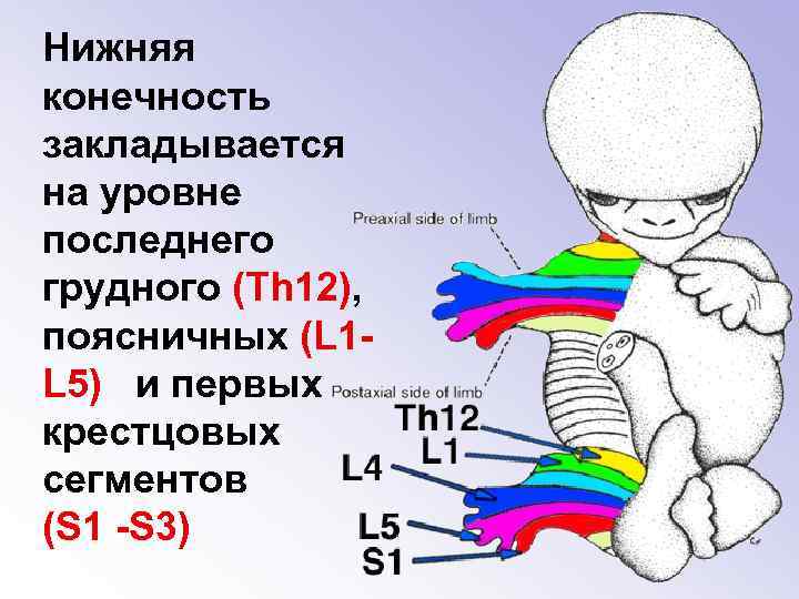 Нижняя конечность закладывается на уровне последнего грудного (Th 12), поясничных (L 1 L 5)