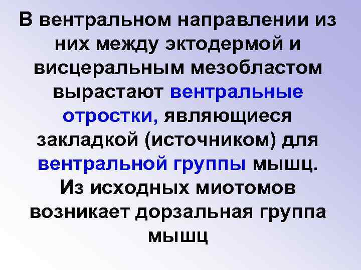 В вентральном направлении из них между эктодермой и висцеральным мезобластом вырастают вентральные отростки, являющиеся
