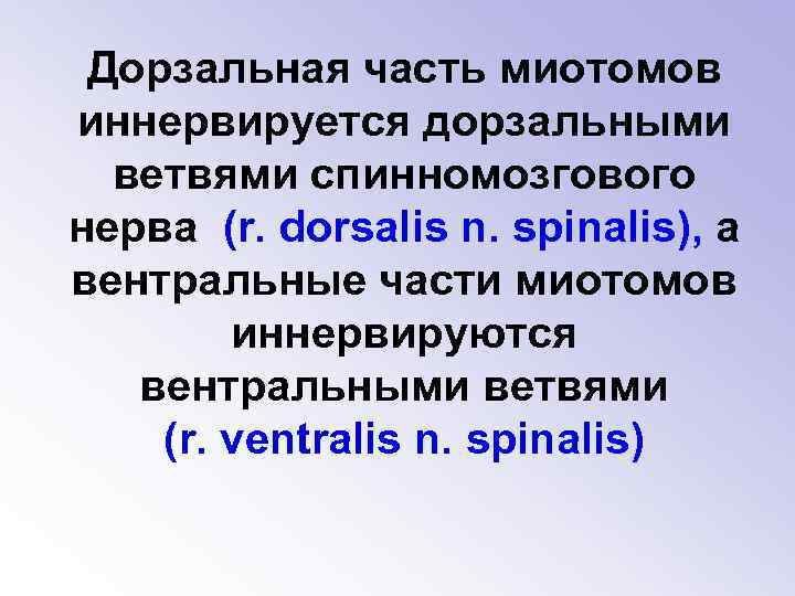 Дорзальная часть миотомов иннервируется дорзальными ветвями спинномозгового нерва (r. dorsalis n. spinalis), а вентральные