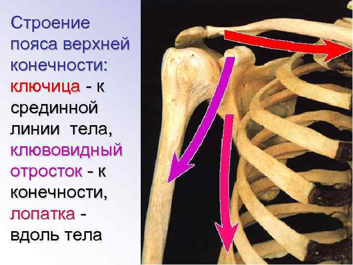 Пояс верхней конечности ключица