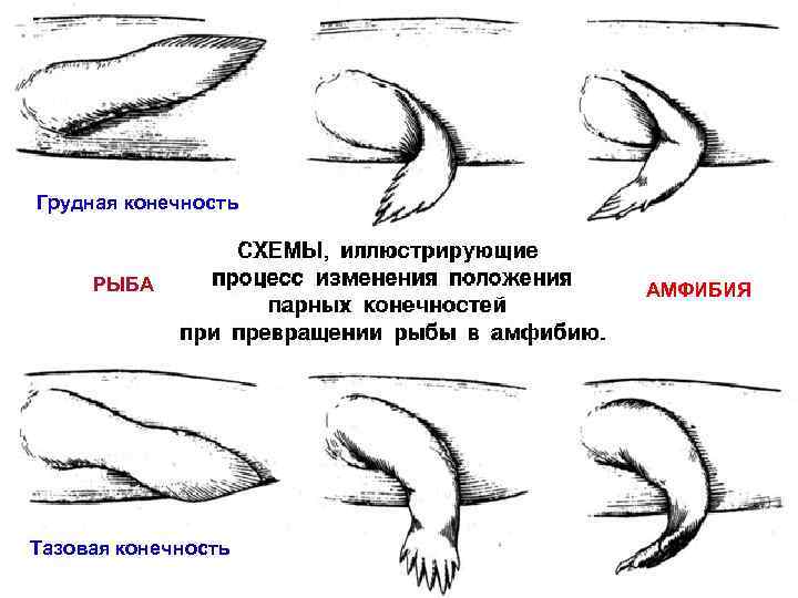 Грудная конечность РЫБА Тазовая конечность АМФИБИЯ 