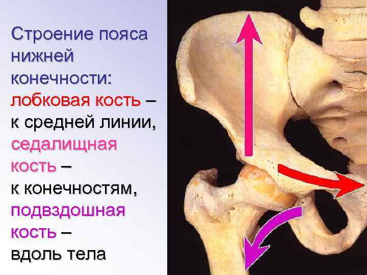 Седалищная кость фото. Седалищная кость. Седалищная кость строение. Седалищная кость анатомия строение. Строение пояса нижних конечностей. Седалищная кость.