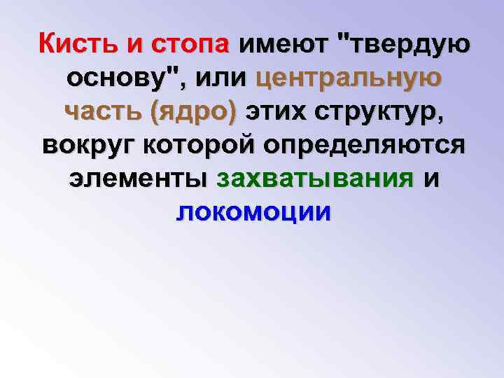 Кисть и стопа имеют 