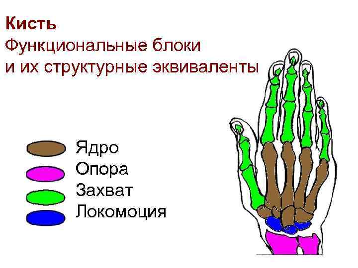Кисть Функциональные блоки и их структурные эквиваленты Ядро Опора Захват Локомоция 
