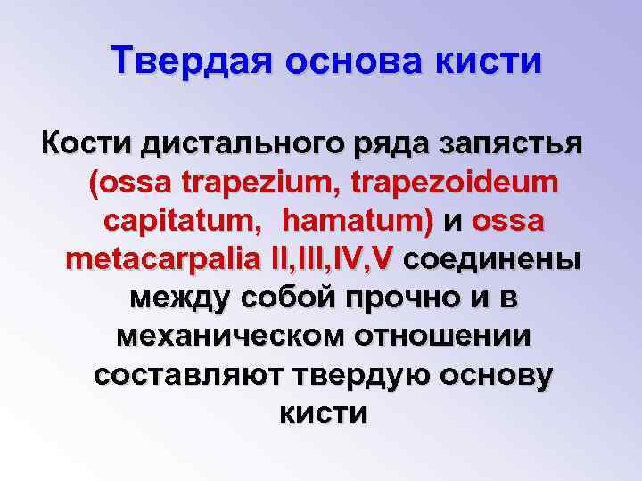 Твердо основа. Твердая основа кисти. Твердая основа кисти значение. Что составляет твердую основу кисти. Что значит твёрдая основа коссти.