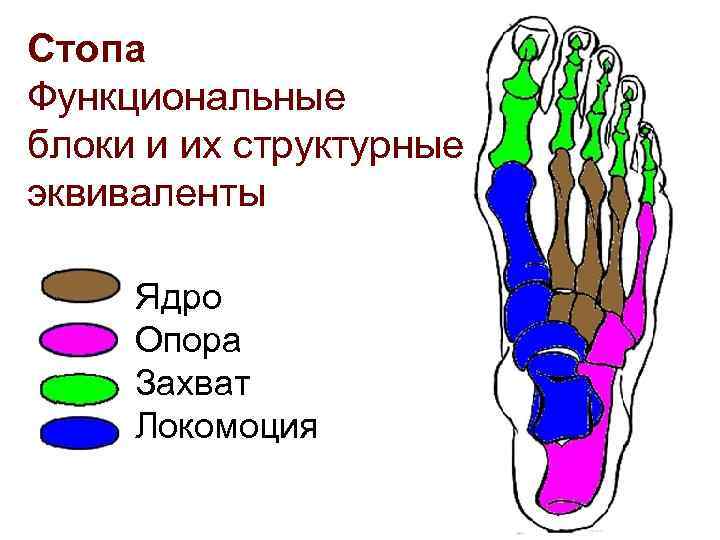 Стопа Функциональные блоки и их структурные эквиваленты Ядро Опора Захват Локомоция 