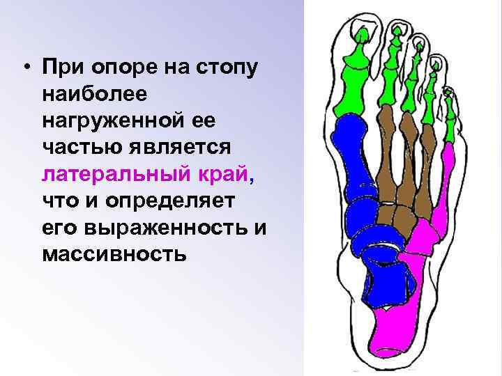  • При опоре на стопу наиболее нагруженной ее частью является латеральный край, что