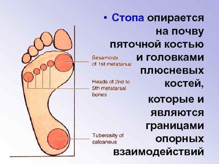 Нашла на что опирается. Части стопы.