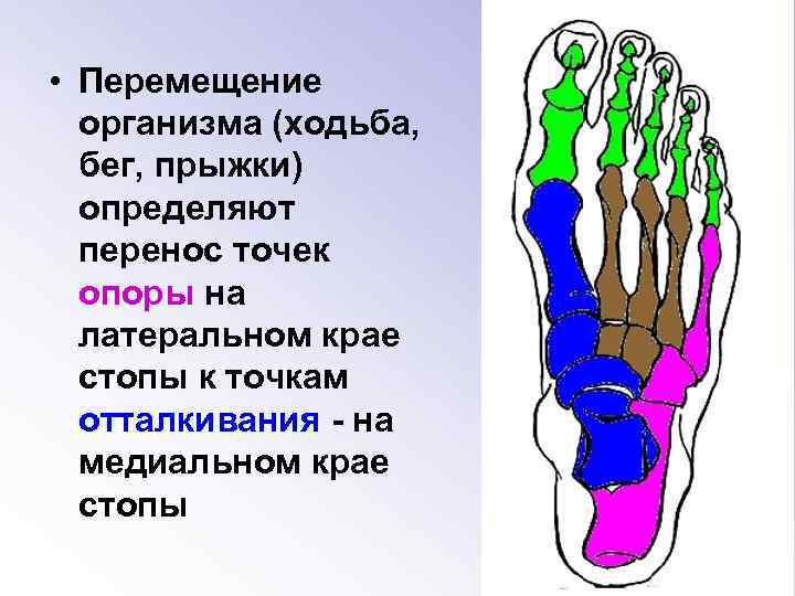  • Перемещение организма (ходьба, бег, прыжки) определяют перенос точек опоры на латеральном крае
