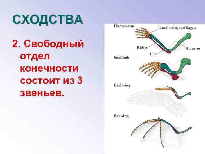 СХОДСТВА 2. Свободный отдел конечности состоит из 3 звеньев. 