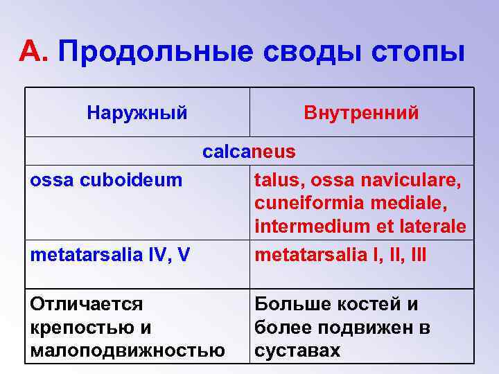 А. Продольные своды стопы Наружный Внутренний calcaneus ossa cuboideum talus, ossa naviculare, cuneiformia mediale,