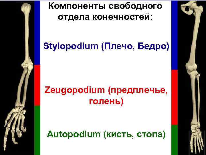 Компоненты свободного отдела конечностей: Stylopodium (Плечо, Бедро) Zeugopodium (предплечье, голень) Autopodium (кисть, стопа) 