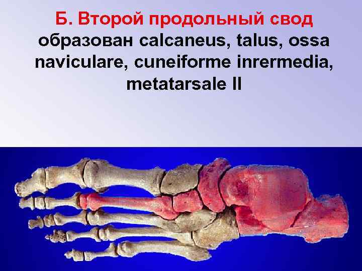 Б. Второй продольный свод образован calcaneus, talus, ossa naviculare, cuneiforme inrermedia, metatarsale II 