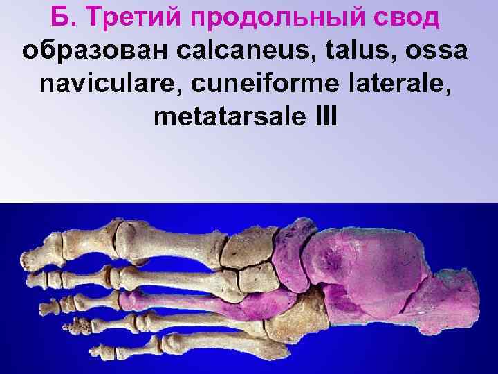 Б. Третий продольный свод образован calcaneus, talus, ossa naviculare, cuneiforme laterale, metatarsale III 