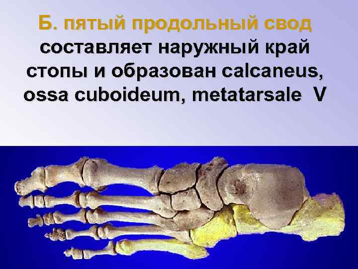 Б. пятый продольный свод составляет наружный край стопы и образован calcaneus, ossa cuboideum, metatarsale