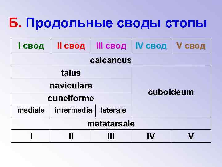 Б. Продольные своды стопы I свод III свод IV свод calcaneus talus naviculare cuneiforme