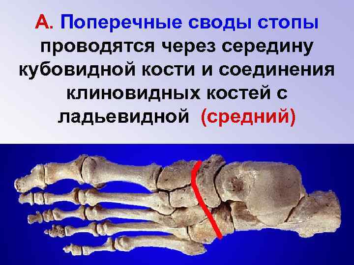 А. Поперечные своды стопы проводятся через середину кубовидной кости и соединения клиновидных костей с