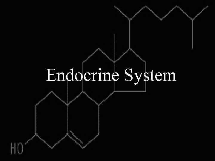 Endocrine System 