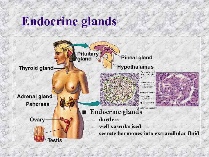 Endocrine glands n Endocrine glands – – – ductless well vascularised secrete hormones into
