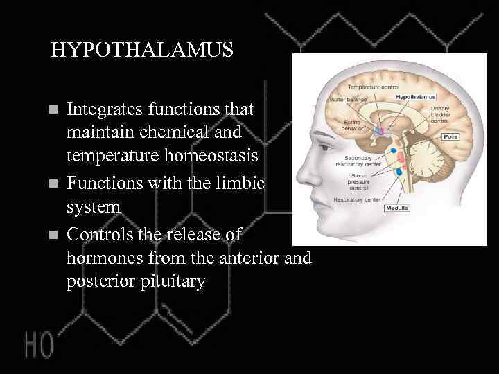 HYPOTHALAMUS n n n Integrates functions that maintain chemical and temperature homeostasis Functions with