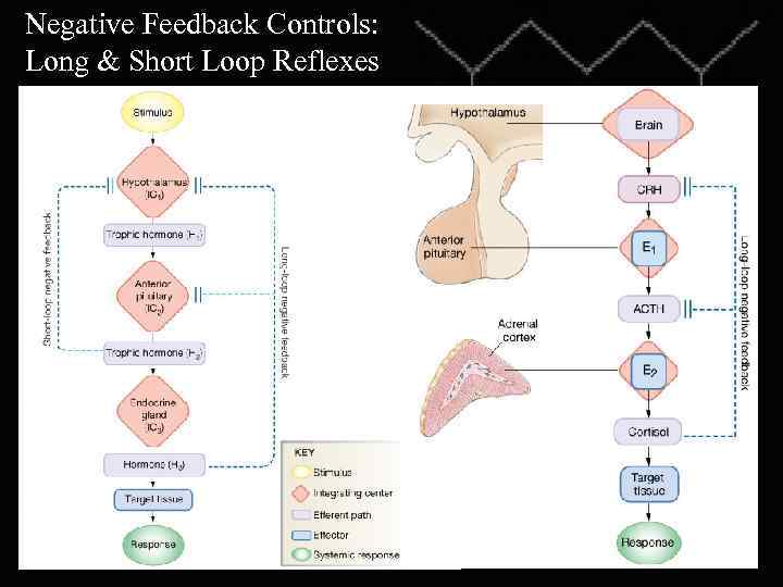 Negative Feedback Controls: Long & Short Loop Reflexes 