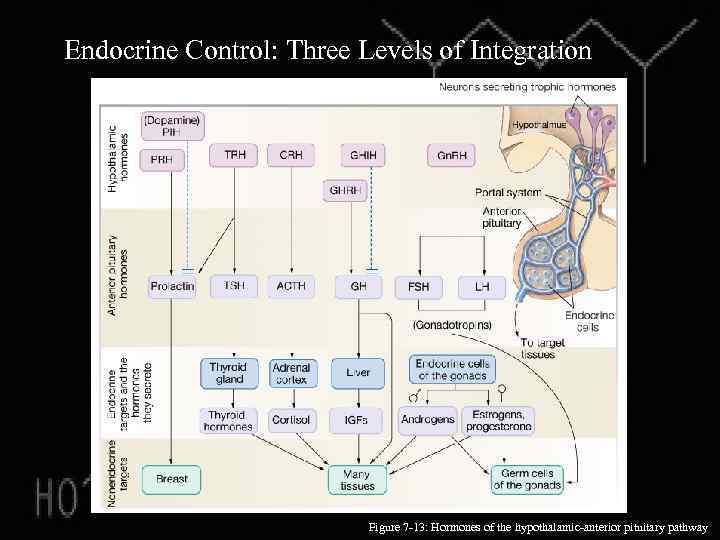 Endocrine Control: Three Levels of Integration Figure 7 -13: Hormones of the hypothalamic-anterior pituitary