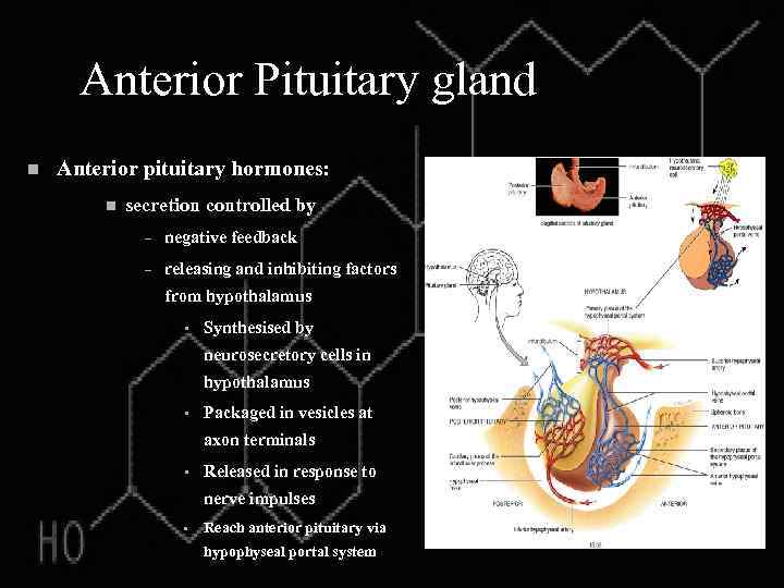 Anterior Pituitary gland n Anterior pituitary hormones: n secretion controlled by – negative feedback
