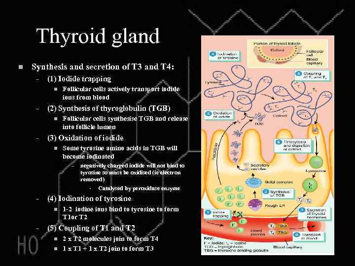 Thyroid gland n Synthesis and secretion of T 3 and T 4: – (1)