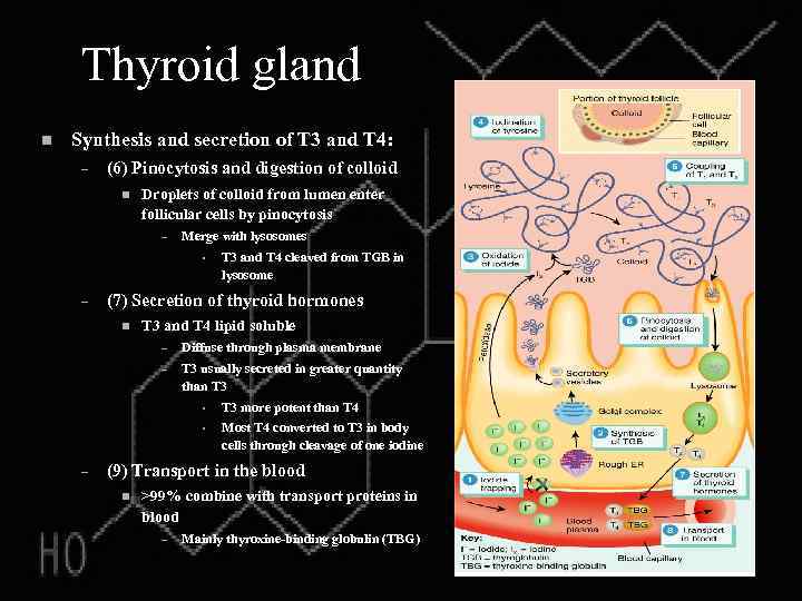 Thyroid gland n Synthesis and secretion of T 3 and T 4: – (6)