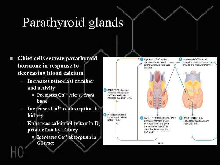 Parathyroid glands n Chief cells secrete parathyroid hormone in response to decreasing blood calcium